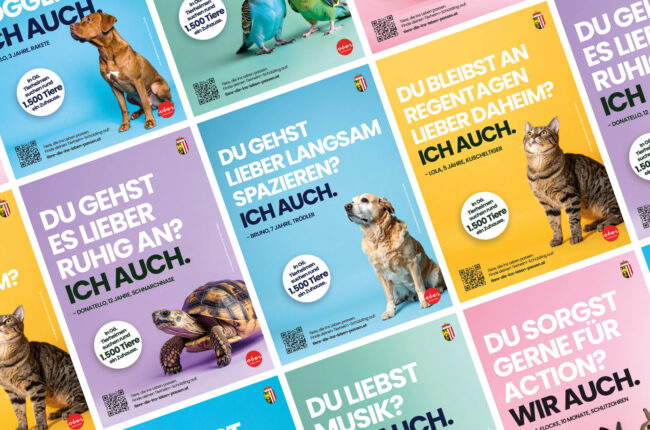 Tiere, die ins Leben passen – Persönlichkeit schafft Adoption