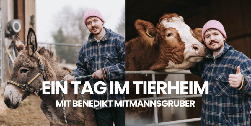 Tiere, die ins Leben passen – Persönlichkeit schafft Adoption