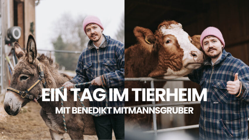 Tiere, die ins Leben passen – Persönlichkeit schafft Adoption